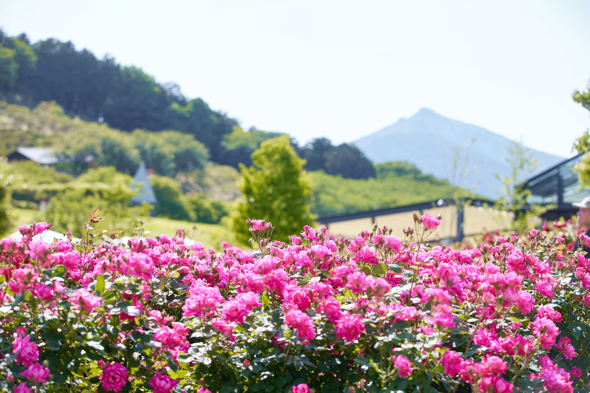 Ibaraki Flower Park: The Rose Season of 900 Blooming Varieties Has Arrived!